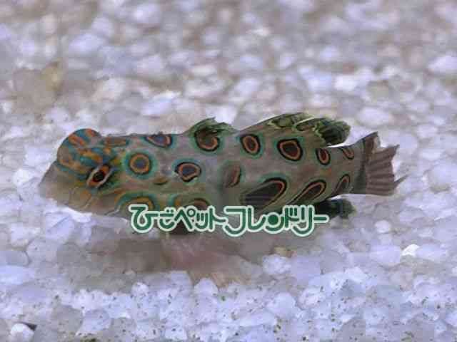 card-img