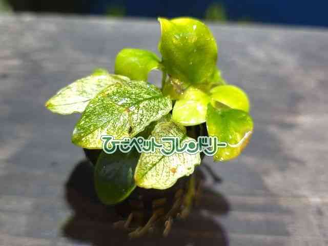 card-img