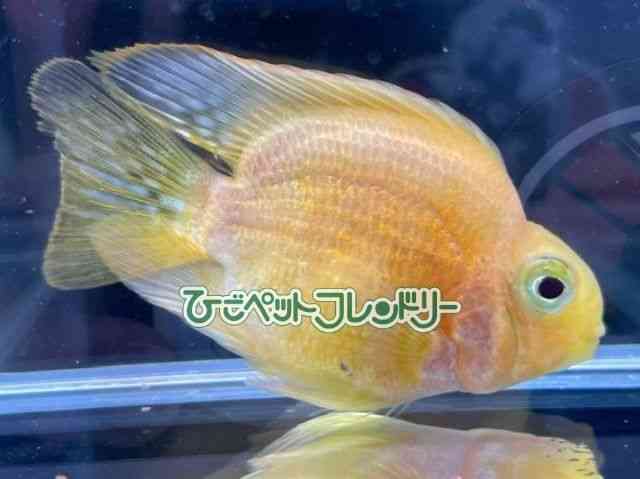 card-img