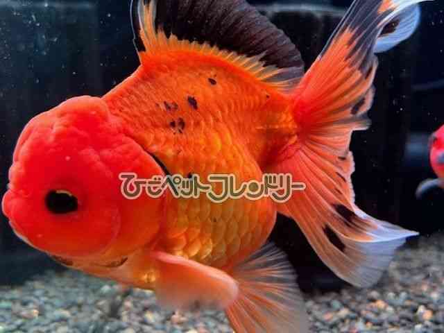 card-img