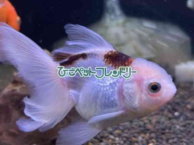card-img