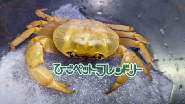 card-img