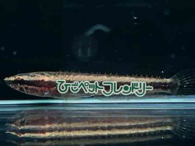 card-img