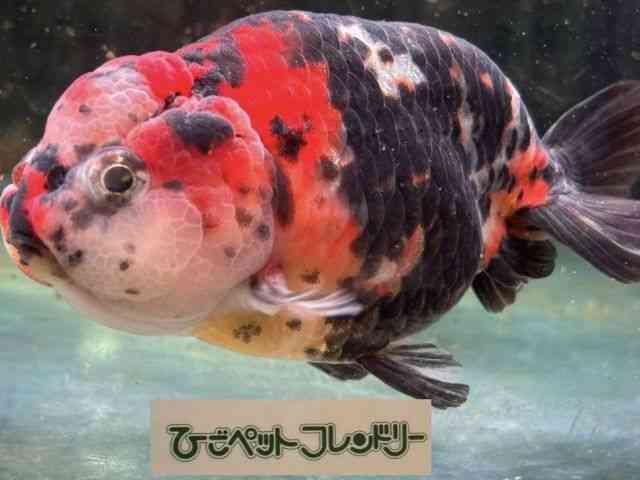 card-img