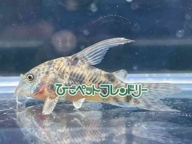 card-img