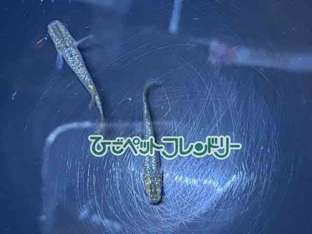 card-img