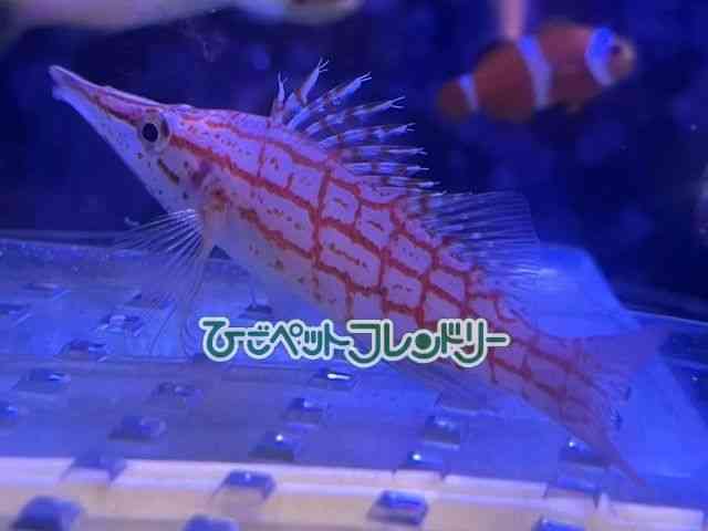 card-img