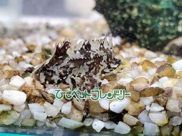 card-img