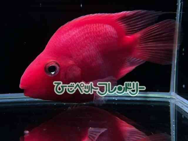 card-img