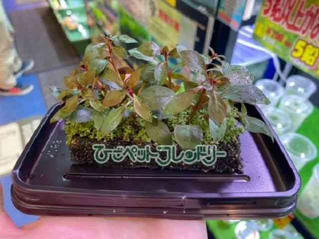 card-img