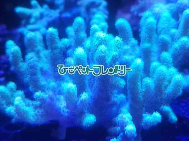 card-img