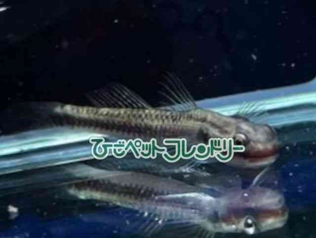 card-img