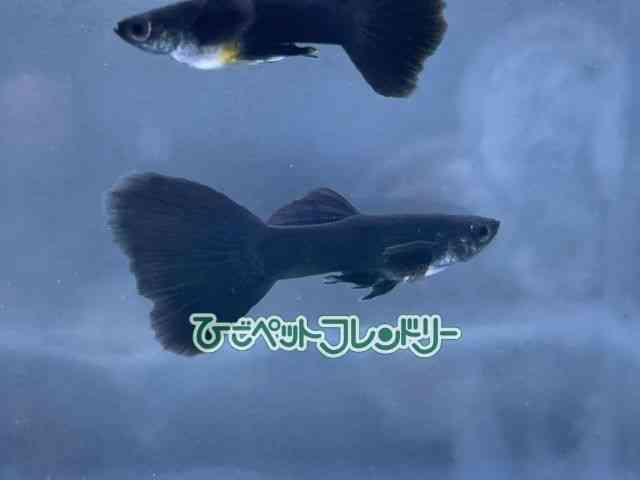 card-img
