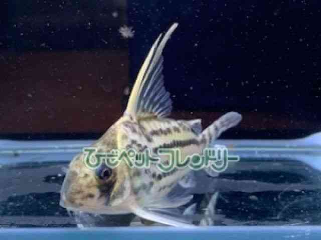card-img