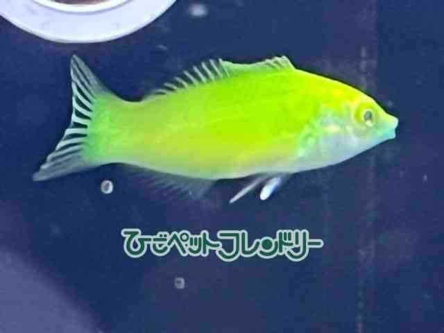 card-img