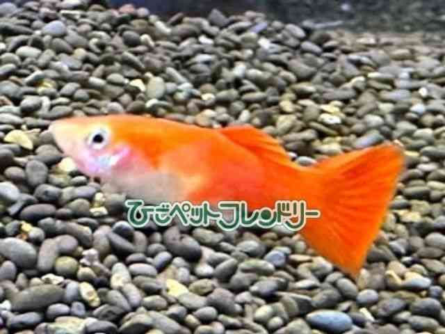 card-img