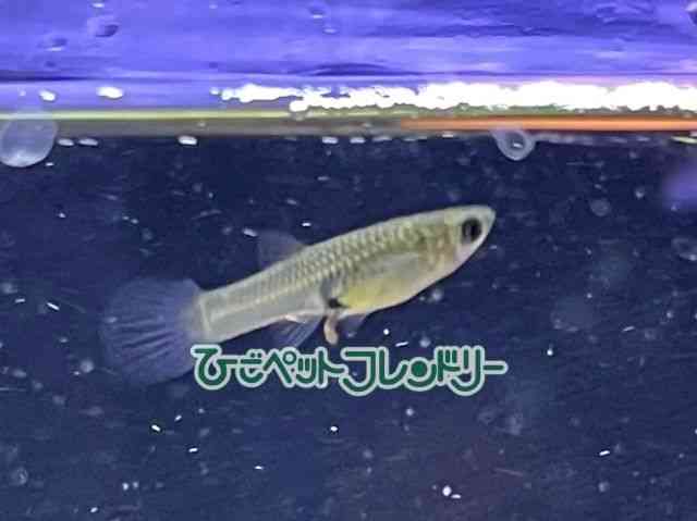 card-img