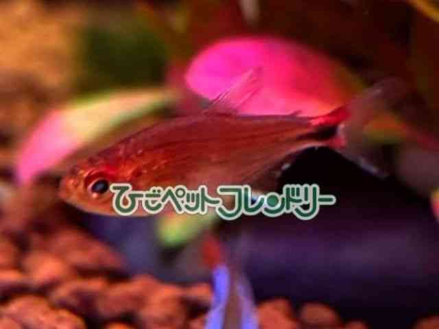 card-img