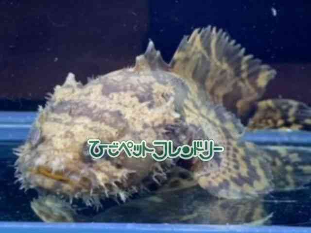 card-img