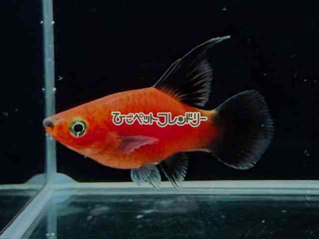 card-img