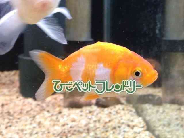 card-img