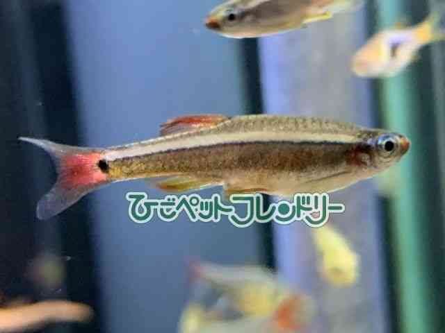 card-img