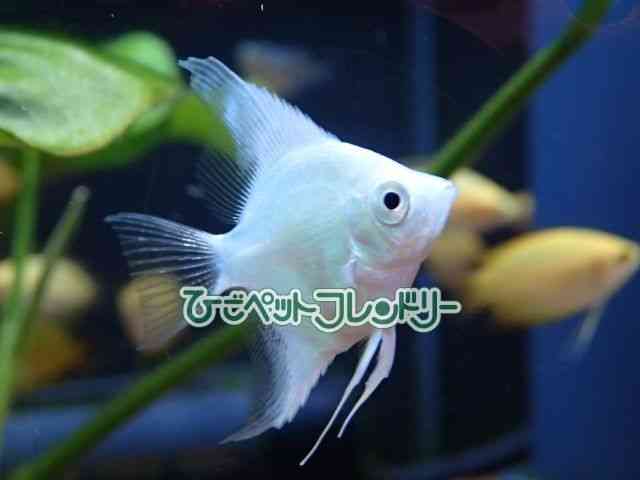 card-img