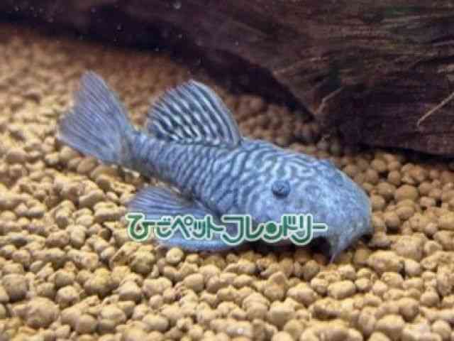 card-img