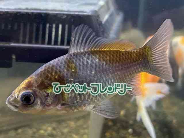 card-img