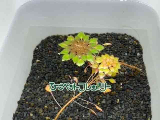 card-img