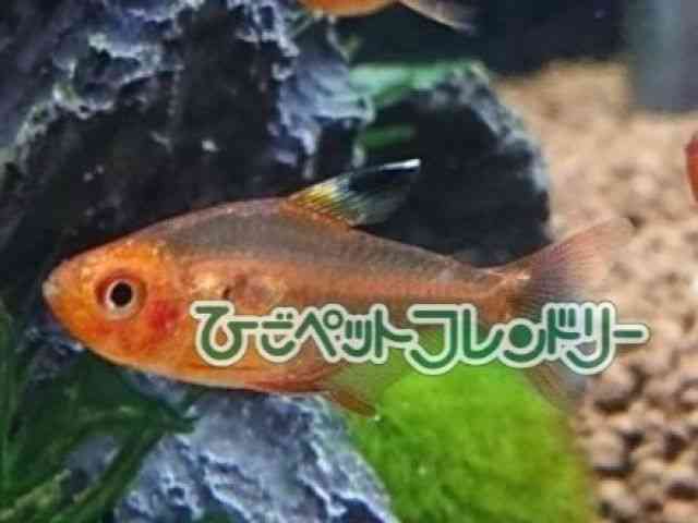 card-img