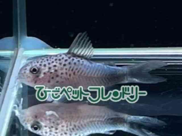 card-img