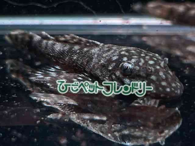 card-img