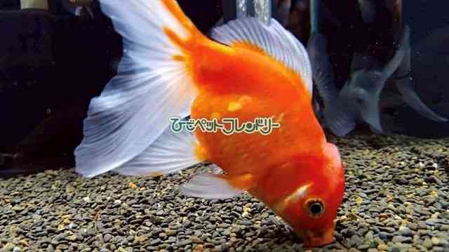 card-img