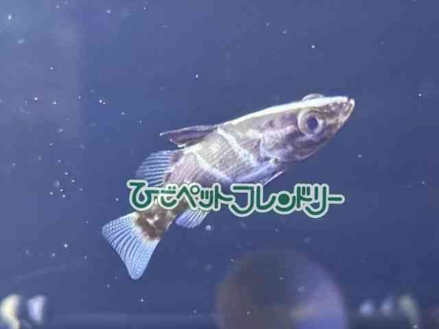 card-img