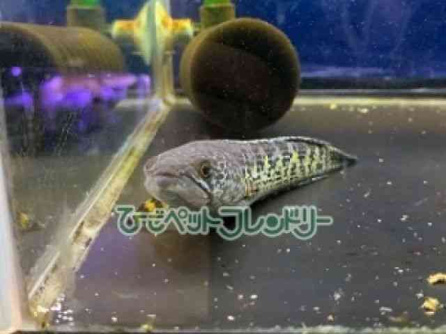 card-img