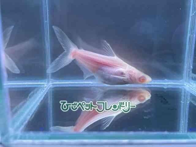 card-img