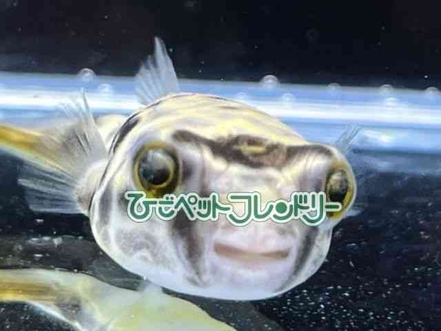 card-img