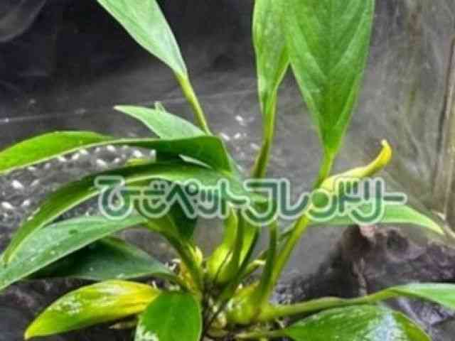 card-img
