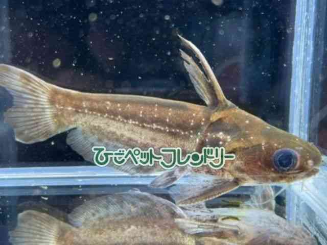 card-img