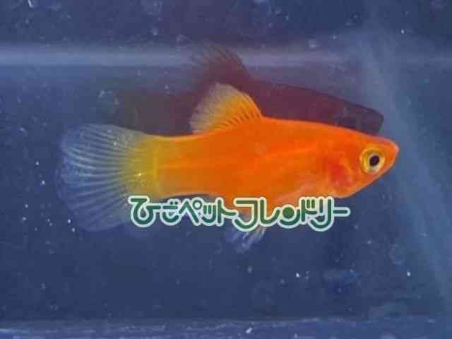 card-img