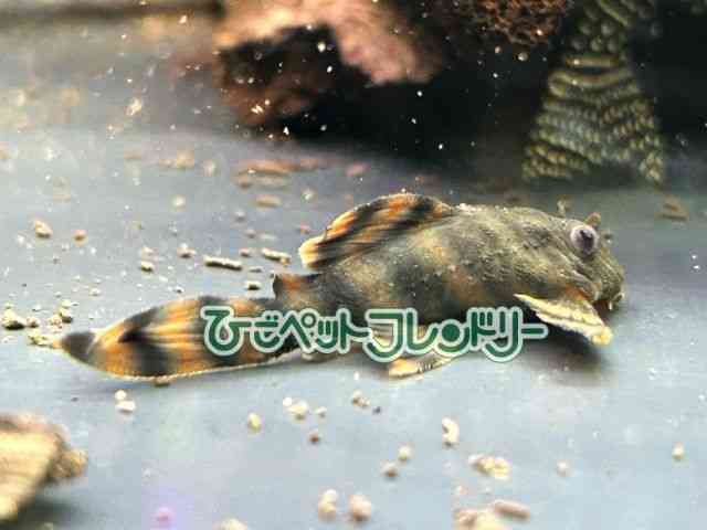card-img