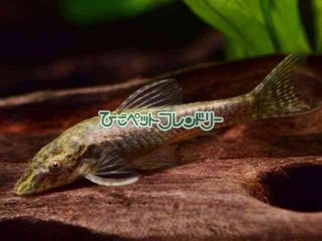 card-img