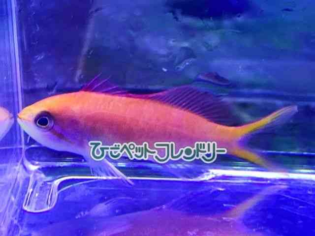 card-img