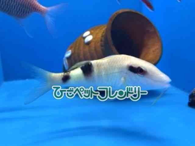 card-img
