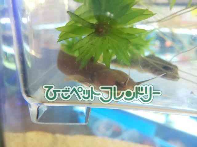 card-img