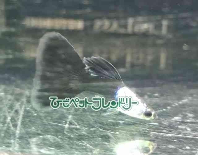card-img