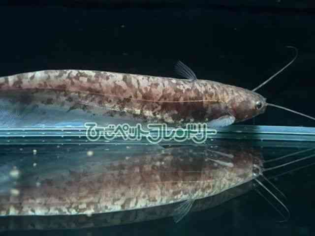 card-img
