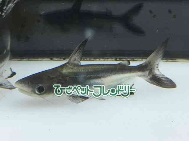card-img