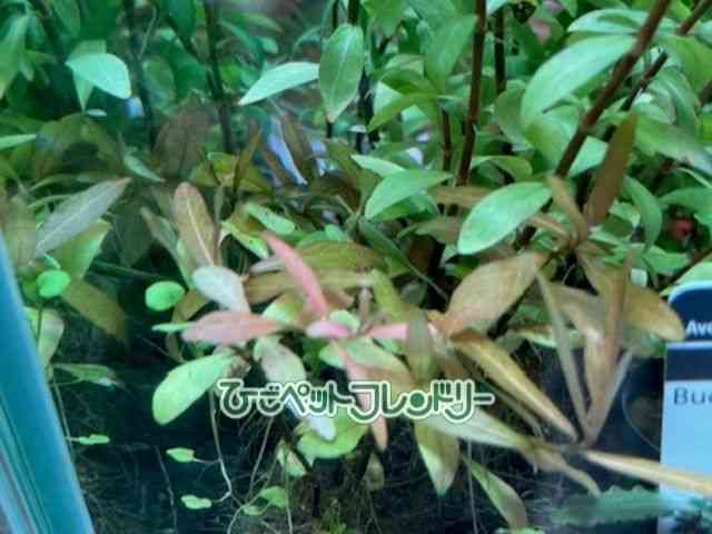 card-img